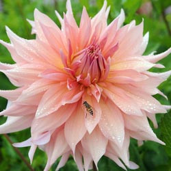 Dahlias, Dahlia Types, dahlia Varieties, Cactus Dahlias, Semi Cactus Dahlias, Decorative Dahlias, Pompon Dahlias, Ball Dahlias, Anemone Dahlias, Collarette Dahlias, Mignon Dahlias, Single Dahlias, Peony Dahlias, Orchid Dahlias, Waterlily Dahlias